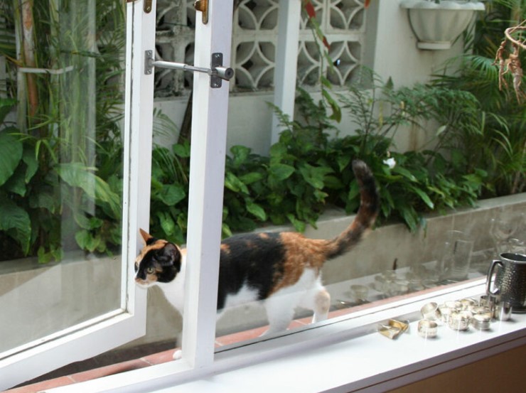 Design Nation - Mans Best Friend locklatch